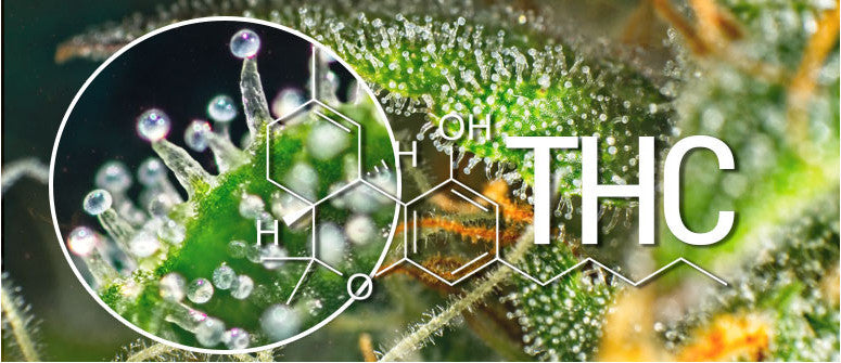 The Hemp Revolution: Unlocking Delta-9 THC Through Federal Fissures